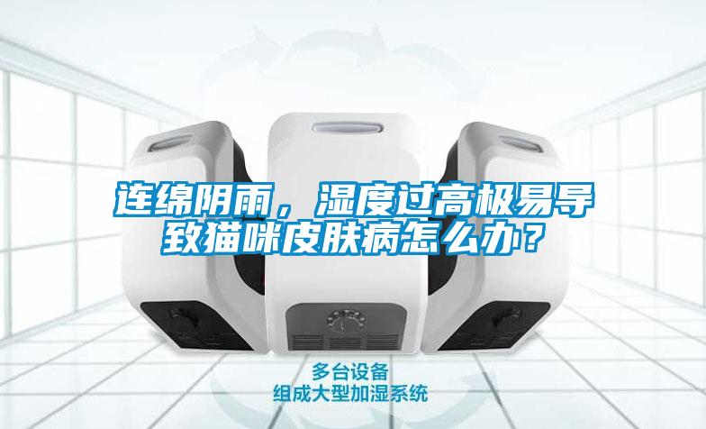連綿陰雨，濕度過高極易導致貓咪皮膚病怎么辦？